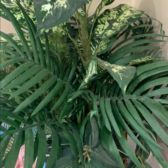 Meet your Posher, Cici - Picture 1 of 1